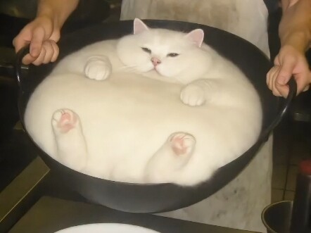 Who wants to eat tangyuan, little cat?