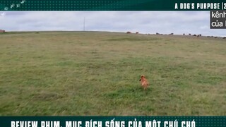 làm mai mối giúp ông chủ p4 #kenhcuaban