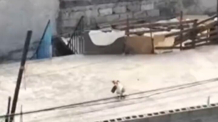 หมาที่หายไปกว่า 3 เดือน กลับมาเจอตอนไปซื้อผักในตลาดฝั่งตรงข้ามแม่น้ำ ทั้งสองฝ่ายถึงกับอึ้งไปเลย…