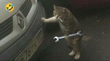 GO mechanic funny cat ever 🤣