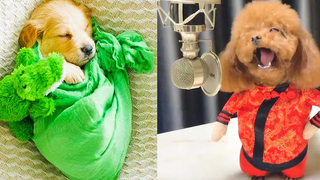 Baby Dogs - การรวบรวมวิดีโอสุนัขน่ารักและตลก #14 | Aww สัตว์