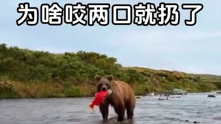 Why does a brown bear eat just two bites of a fish and then toss it away?
