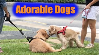 Adorable Dogs (Forbes Town)