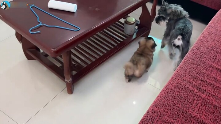 Saat Anda membawa pulang seekor anak anjing, bagaimana reaksi ketiga anjing di rumah tersebut?