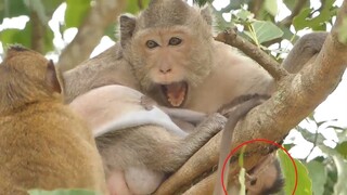 Charla & Charlee Fall Down From The Tree, Charla Warning Baby Monkey But Tara Try To Bits Her & Baby