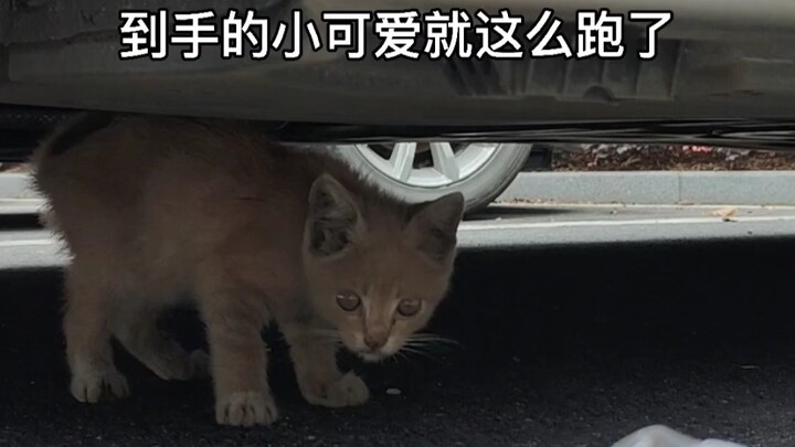 พูดไปอาจไม่มีใครเชื่อ! ฉันใช้ถุงพลาสติกจับตัวแมวมา!