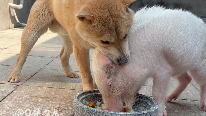 Không có cơm ăn thì cắn đầu heo.