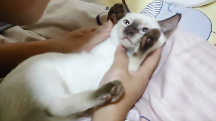 Kepala, obat lumpur lagi disedot nih meong