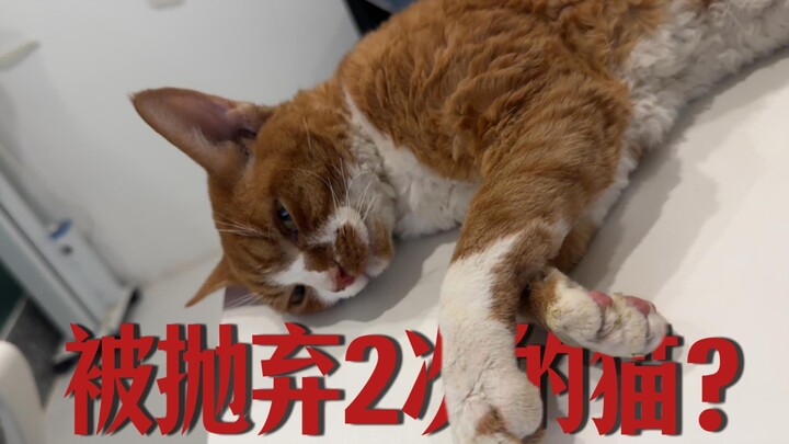 Little cat, if life has abandoned you, come live with the cats!