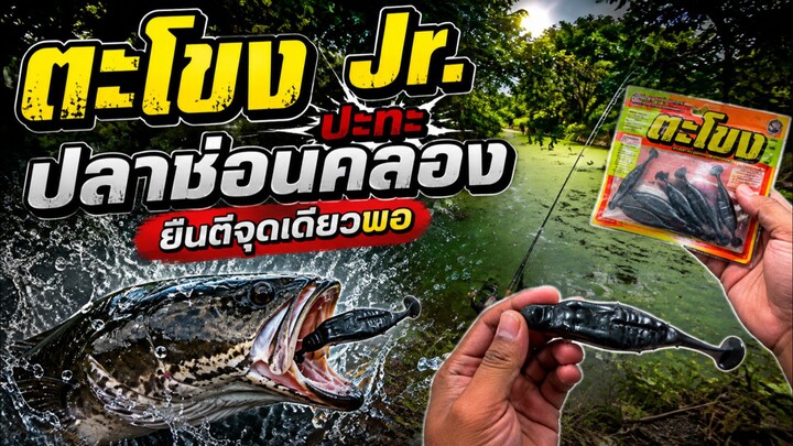 ตะโขงjr.ปะทะปลาช่อนคลอง