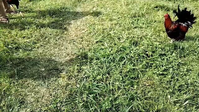 sample lng kung pwd na sa buyer