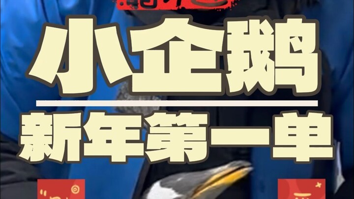 Hope the healthy little penguin will bring us good luck
