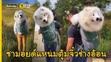 "บูเมอร์" น้องหมาซามอยด์ขนฟู หน้าเปื้อนยิ้ม อ้อนเก่งนัมเบอร์วัน! | Dog's Clip