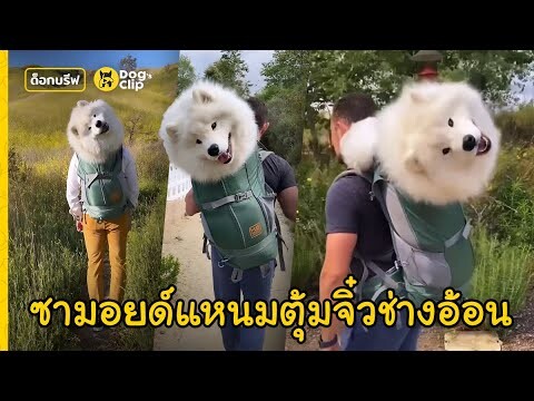 "บูเมอร์" น้องหมาซามอยด์ขนฟู หน้าเปื้อนยิ้ม อ้อนเก่งนัมเบอร์วัน! | Dog's Clip