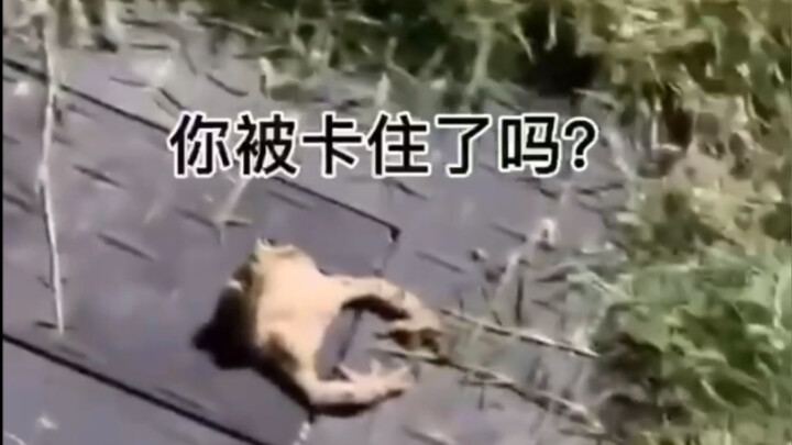 Operation to Rescue Mr. Toad