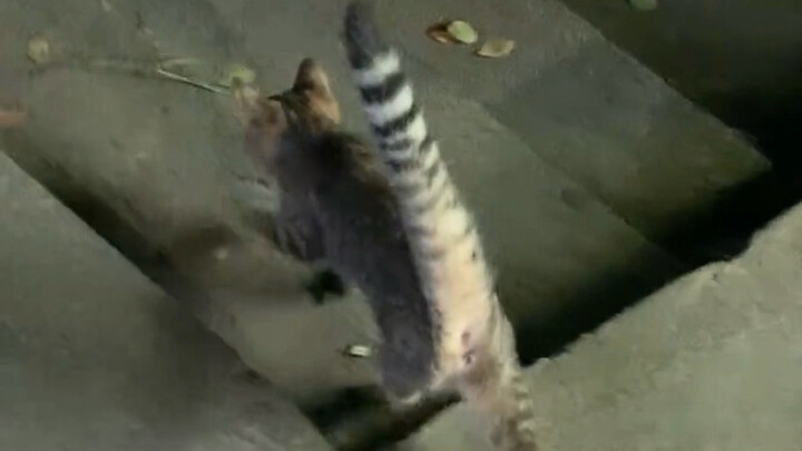 Late at night, little cat shooter!