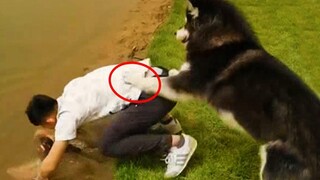หมาเก่า ใหม่ล้มเหลว Dogs Failing รวบรวมช็อตเด็ด สุนัขตลก