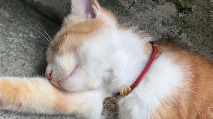 “Even when asleep, felines remain highly vigilant.”