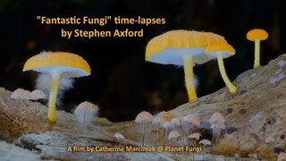 "Fantastic Fungi" time-lapses by Stephen Axford