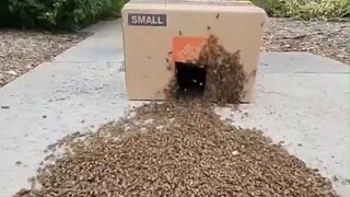 60秒看完收集1.7万只蜜蜂，密恐患者慎入！