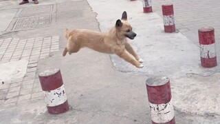 "Being a dog means being happy!"