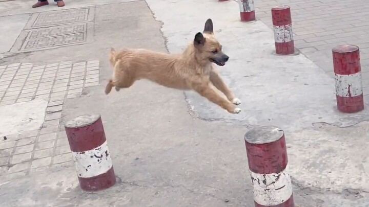 "Là một chú chó có nghĩa là được hạnh phúc!"