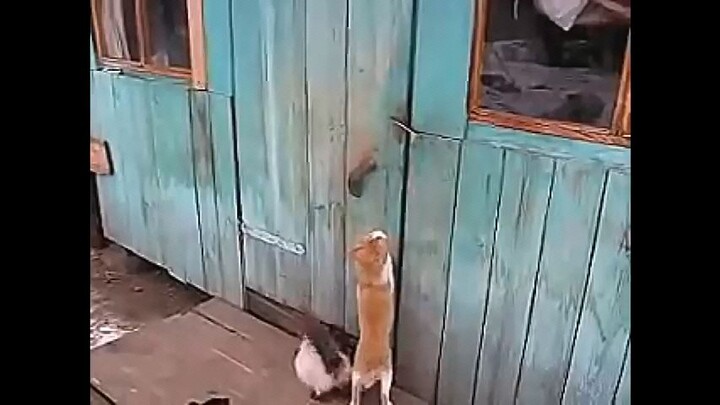 wholesome cat videos