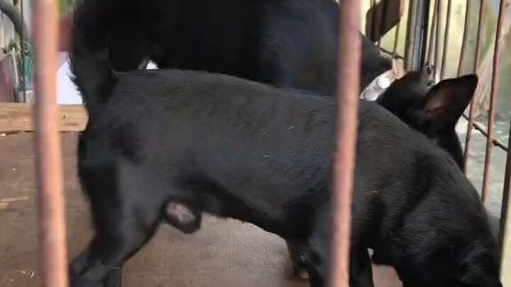 mas koe lanang lo mas