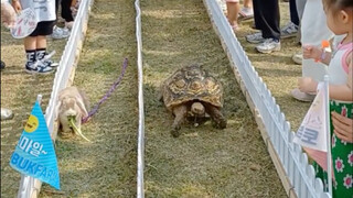 This makes it easier for kids to understand what the tortoise and the hare race is all about.