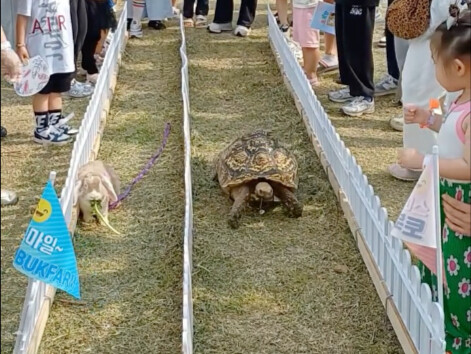 Như vậy sẽ dễ dàng hơn để các bạn nhỏ hiểu được thế nào là cuộc đua rùa và thỏ.