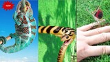 [new] khám phá động vật trên thế giới 🐍 🦀🐙 🦎🐊- #3