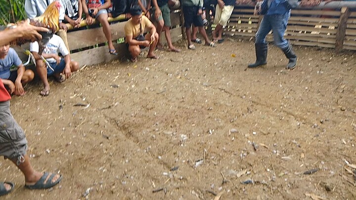 doble wingband kalaban mga boss