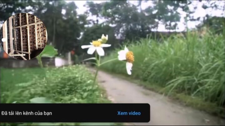 Đào Zombie Thú - Ngày Trưa Báo Thù | Full Mode - 2