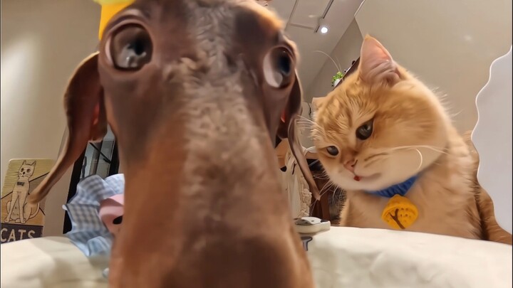 Chú cún súng máy～