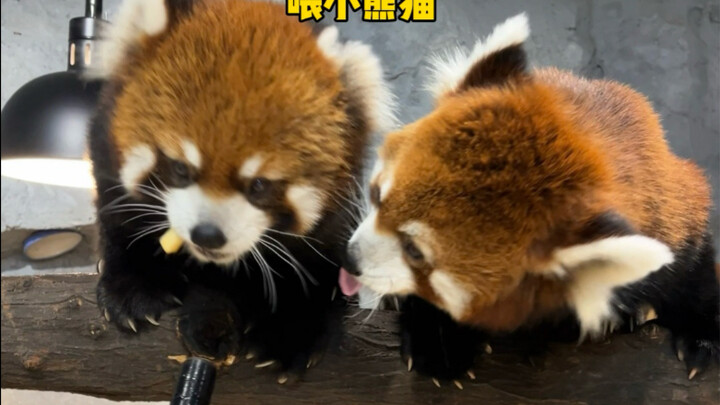 ที่ฉางซา! สวนสัตว์ที่ยินดีพาเพื่อนๆ ทุกคนไปเที่ยว!