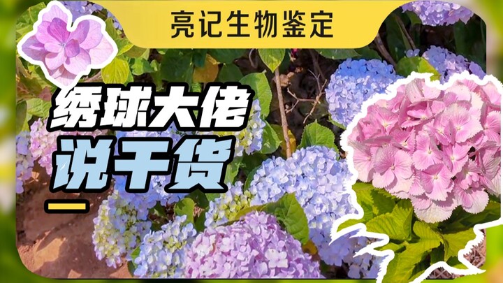 养绣球的都该看看这期，园艺大佬杨玉勇的绣球干货，总有你需要的