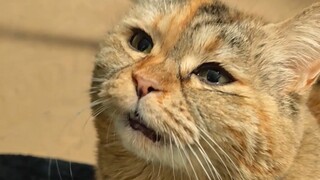 Did you forget you had a cat to feed?