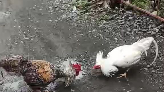 white claret vs kaber
