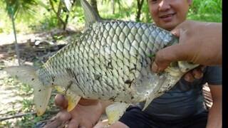 Vô mánh 2 con cá mè 1,4 ký. Cá mè nấu ngót - Bin Đen Miền Tây # 116