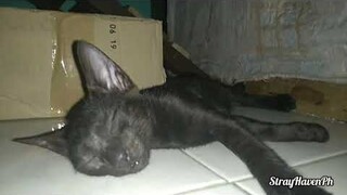 #Blackkitten Angelus😴😴😴😴