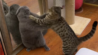 Perubahan apa yang terjadi pada kucing liar setelah satu tahun diadopsi? Selamat ulang tahun Songzhu