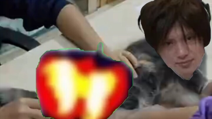 Tokugawa Cat’s Painful Howls After Being Pinched