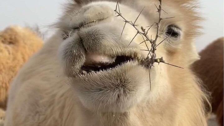 Ăn nhiều hơn đi, dạo này gầy quá rồi.