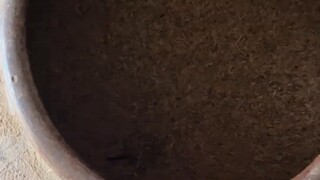 Real-Life Cat and Mouse