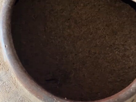 Real-Life Cat and Mouse