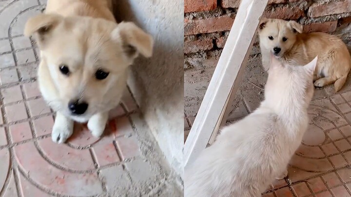 After being adopted, the puppy refused to let anyone touch it—until the cat gave it a good swat, ins