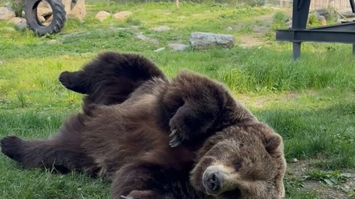 أصبح عالم الحيوان مثيرا للاهتمام للغاية في الآونة الأخيرة