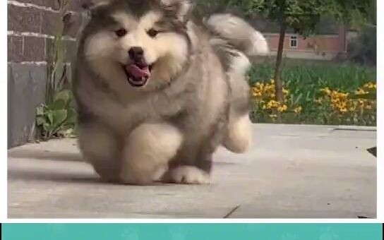 ألاسكا: عندما تكون صغيرًا تُدعى "آلا"، لكن عندما تكبر تصبح "تمزيق البيت"!