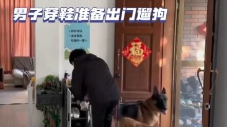 Dog: Going out to see the world!