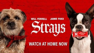 Watch the full movie Strays 2023, link in the description